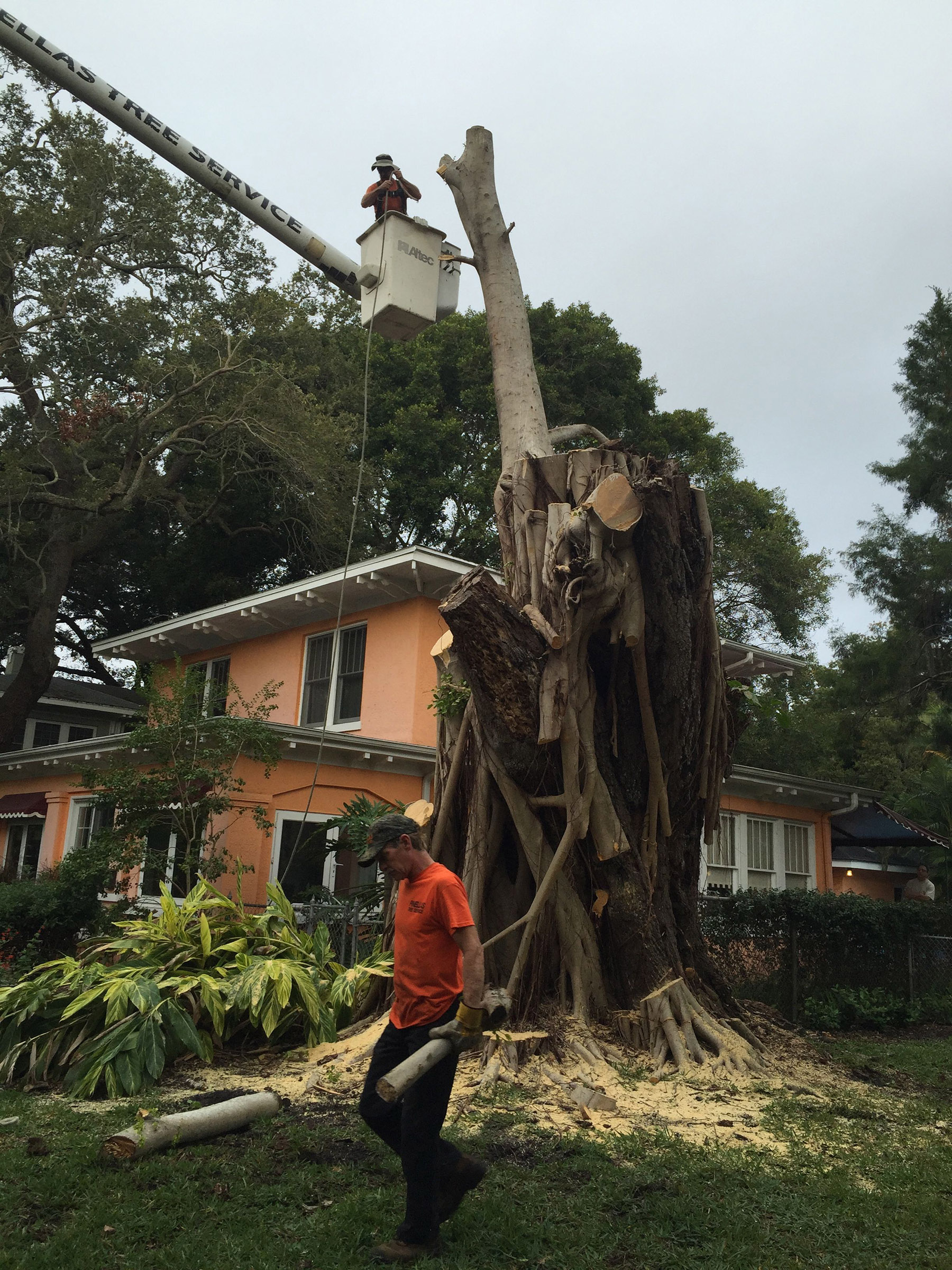Pinellas Tree Service Tree Removal