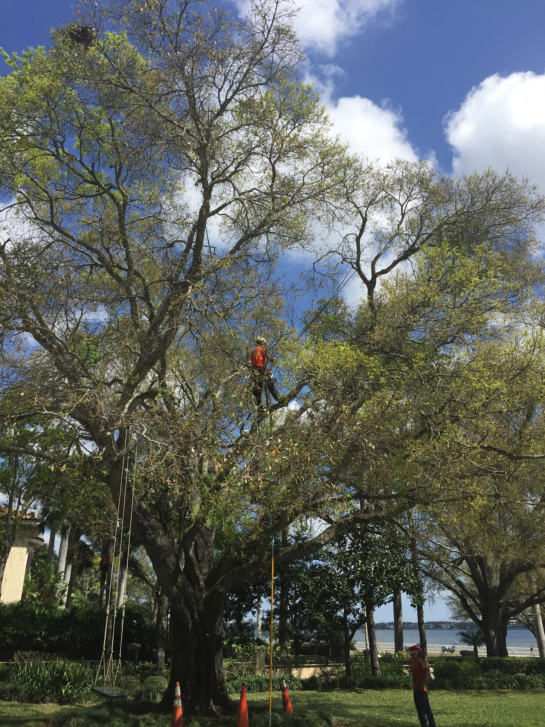 Pinellas Tree Service Tree Trimming