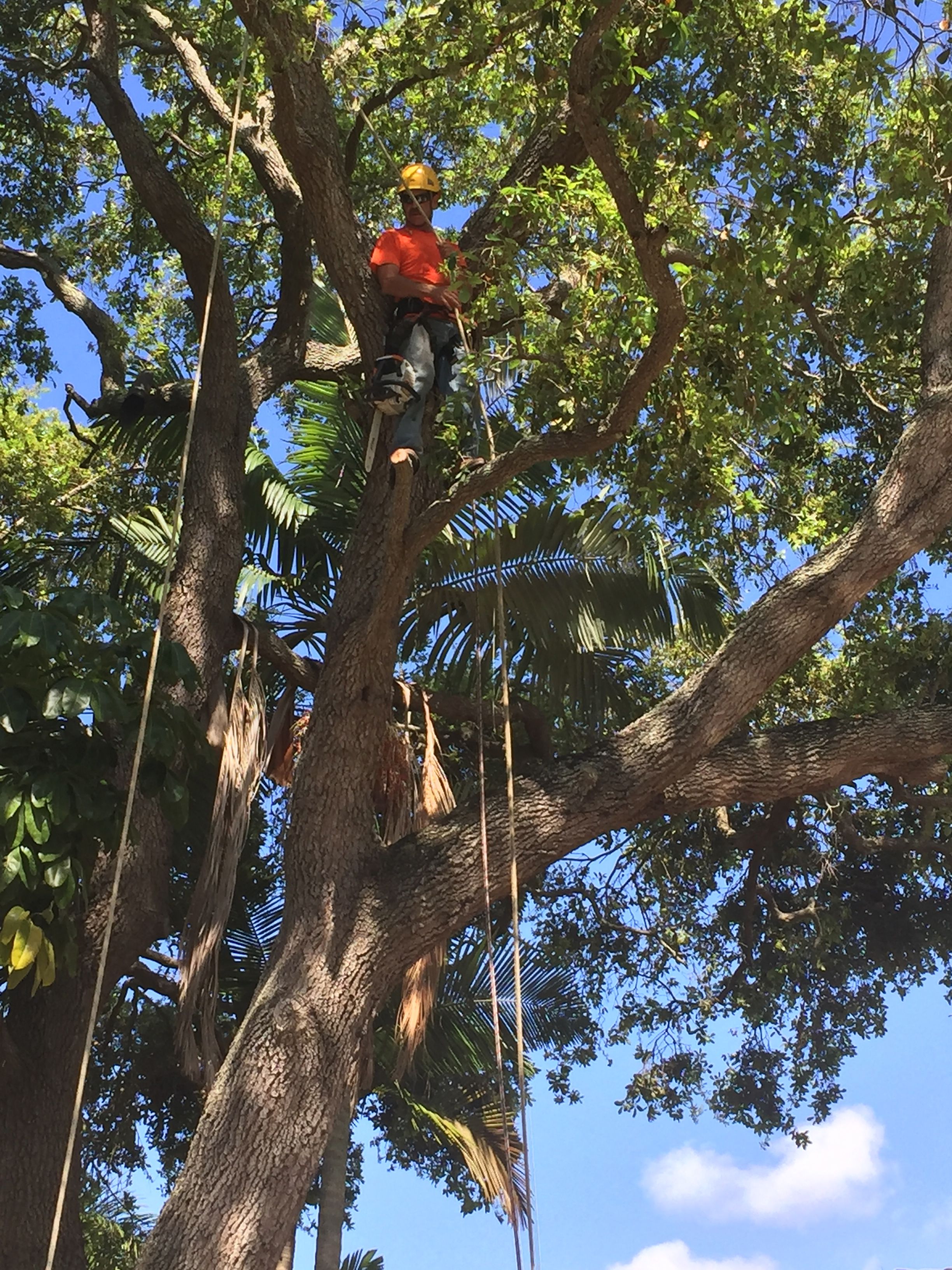 Pinellas Tree Service Tree Trimming Services