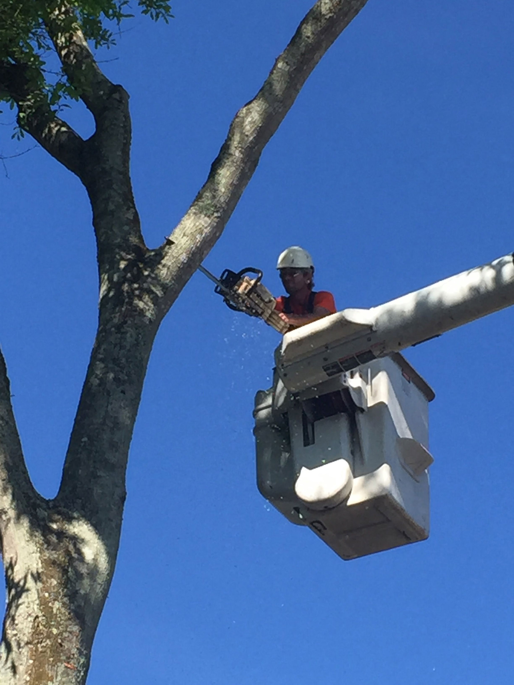 Pinellas Tree Service Tree Trimming