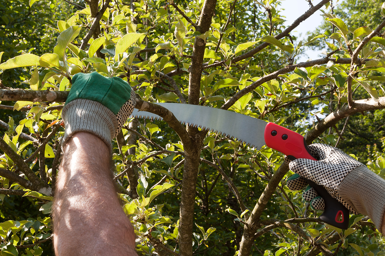 Tree Pruning Options: Do It Yourself or Hire Someone
